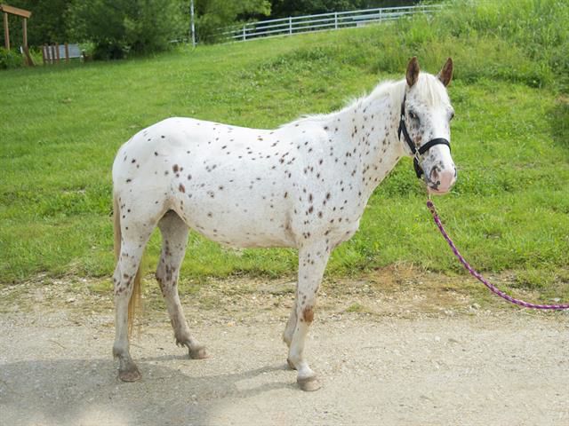 Last week's pet, still available: Yoyo